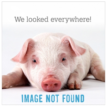 new pig promo